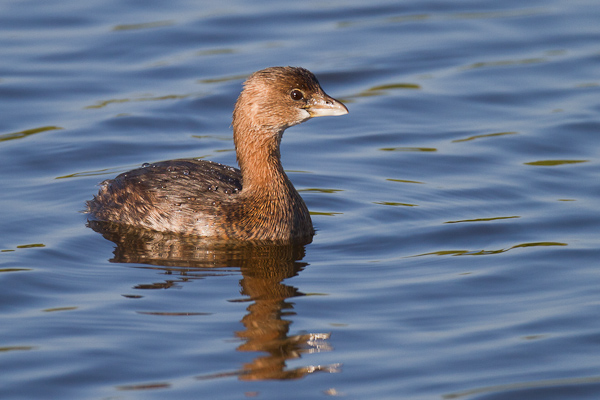 Pied Billed Grebe - Florida 2011