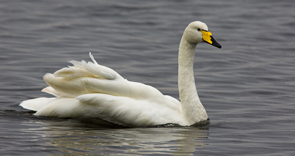Whooper Swan - Birds - Wild