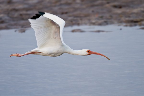 White Ibis - Florida 2011