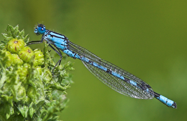 Common Blue Demoiselle - Close up