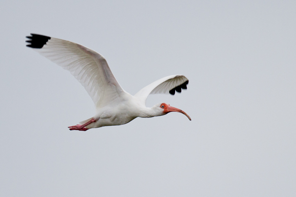 White Ibis - Florida 2011