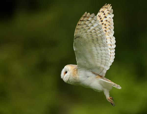 Barn Owl - Birds  -  Captive