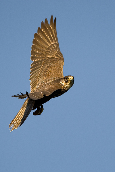 Lanner Falcon - Birds  -  Captive