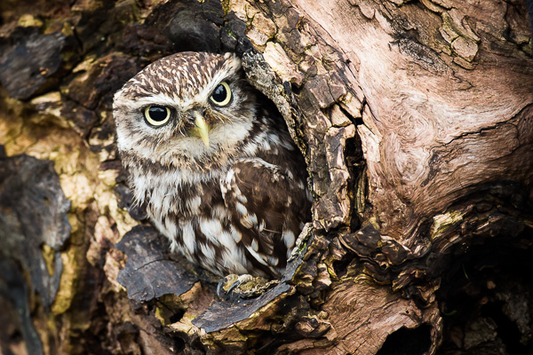 Little Owl - Birds  -  Captive