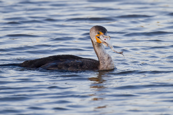 Cormorant with Fish - Florida 2011