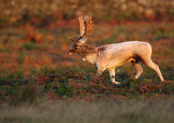 Fallow Deer - Nature & Animals