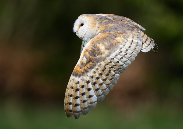 Barn Owl - Birds  -  Captive