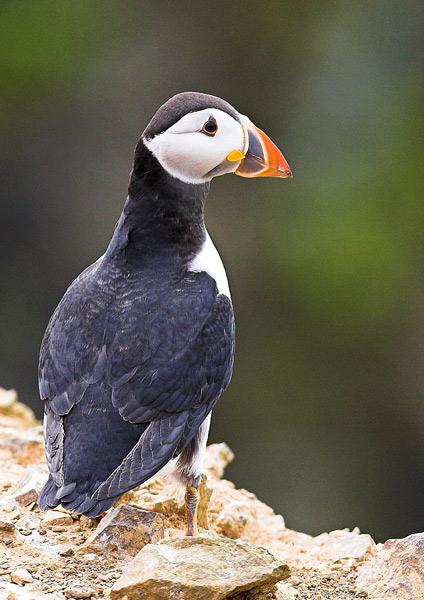 Puffin - Birds - Wild