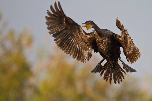 Cormorant - Florida 2011