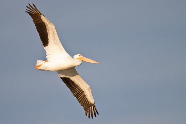 White Pelican - Florida 2011