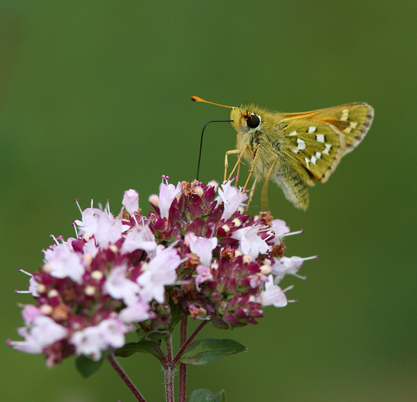 Silver Spotted Skipper - Close up