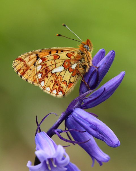 Pearl-Bordered Fritillary - Close up