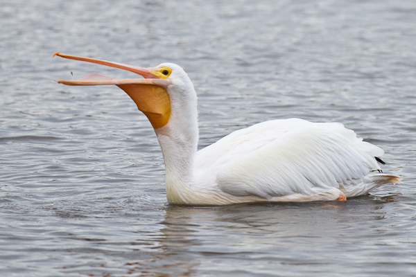 White Pelican - Florida 2011