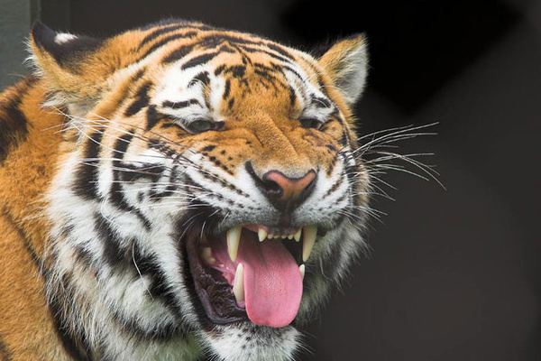 Tiger - Nature & Animals
