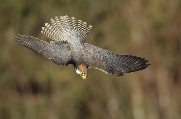 Lanner Falcon - Birds  -  Captive