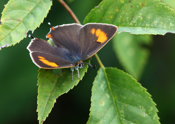 Brown Hairstreak - Close up