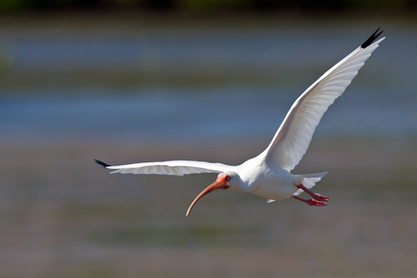 White Ibis - Florida 2011