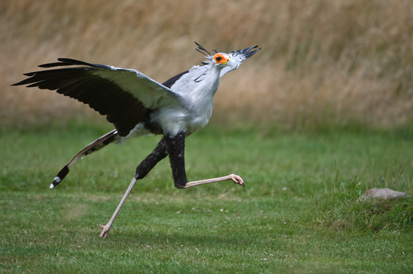 Secretary Bird - Birds  -  Captive