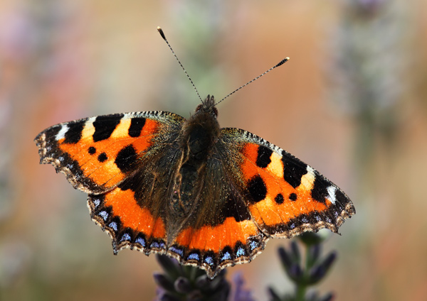 Small Tortoiseshell - Close up