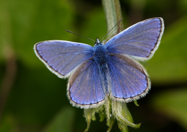 Common Blue - Close up