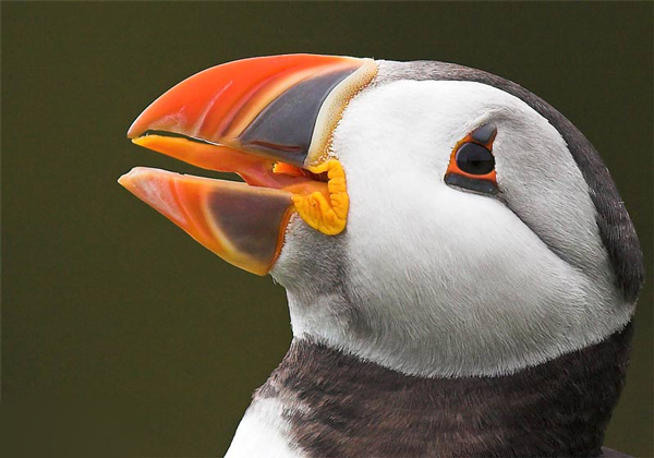 Puffin - Birds - Wild