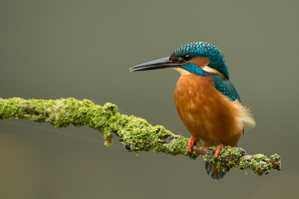 Kingfisher - Birds - Wild