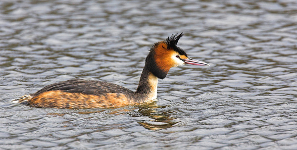 Great Crested Grebe - Birds - Wild