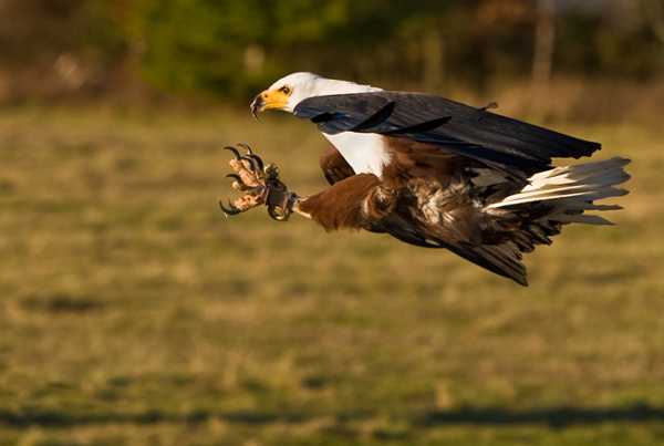 African Fish Eagle - Birds  -  Captive