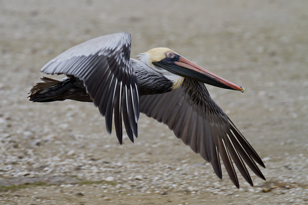 Brown Pelican - Florida 2011