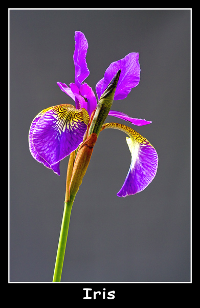 Iris - Nature & Animals