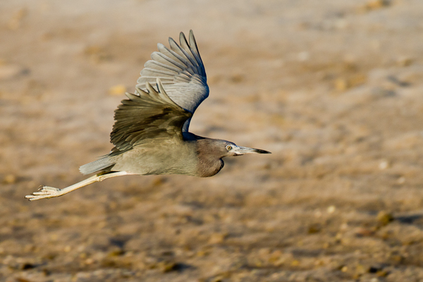 Blue Heron - Florida 2011