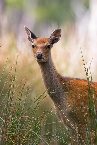 Sika  Deer - Nature & Animals
