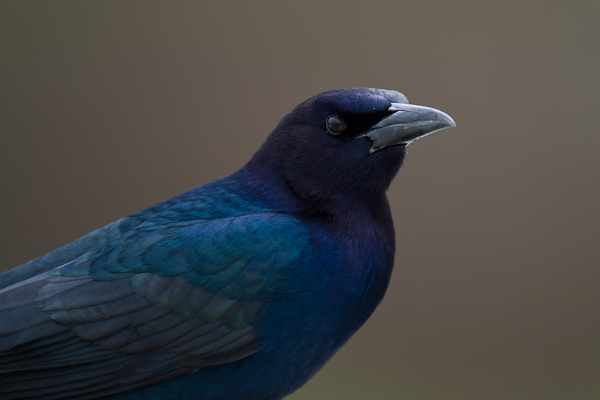 Grackle - Florida 2011