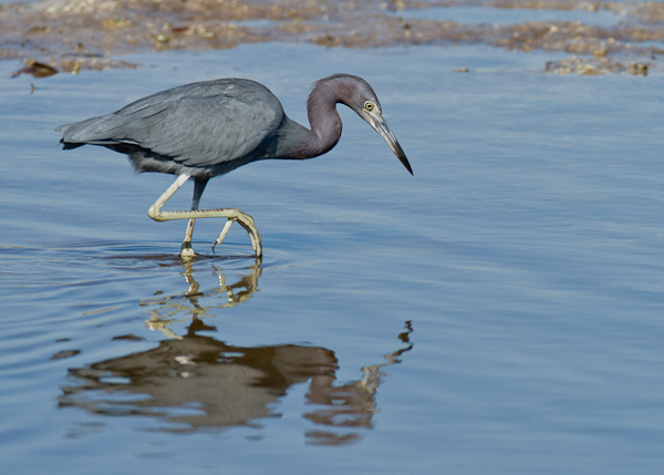 Little Blue Heron - Florida 2011