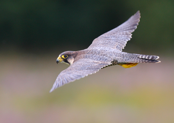 Peregrine Falcon - Birds  -  Captive