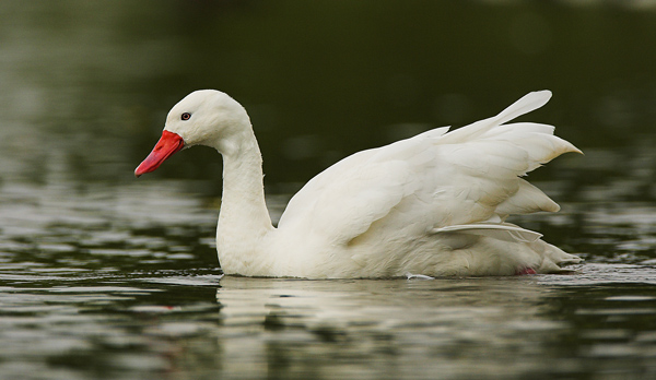 Coscoroba Swan - Birds  -  Captive