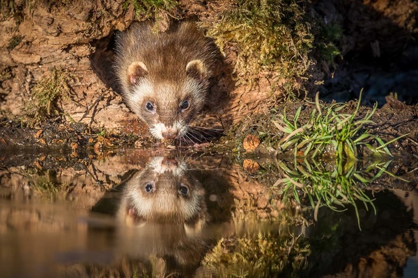 Polecat - Nature & Animals