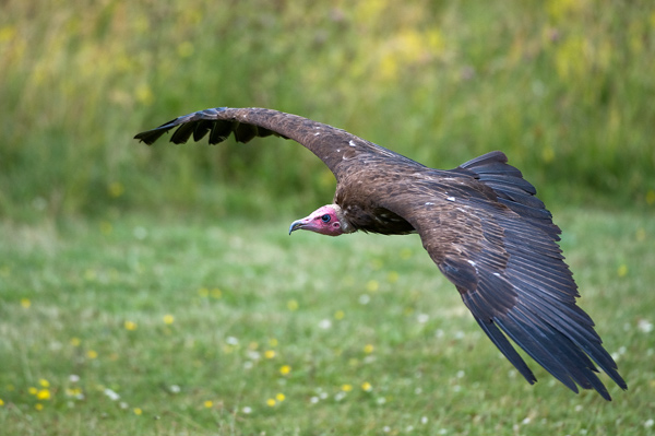 Hooded Vulture - Birds  -  Captive