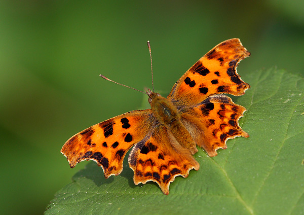 Comma - Close up