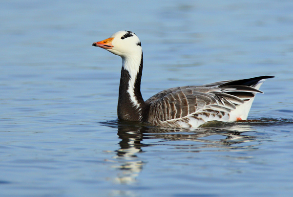 Bar Headed Goose - Birds - Wild