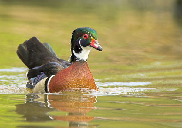 American Wood Duck - Birds  -  Captive
