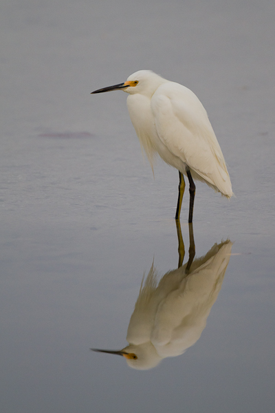 Snowy Egret - Florida 2011