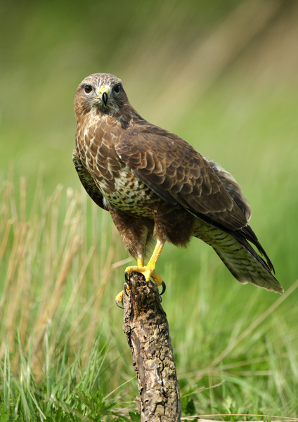 Common Buzzard - Birds  -  Captive