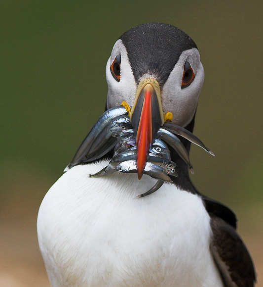 A  Right  Beak  Full  2 - Birds - Wild