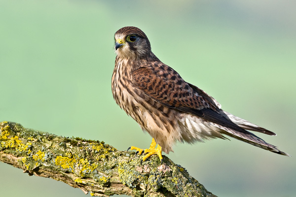 Kestrel - Birds  -  Captive