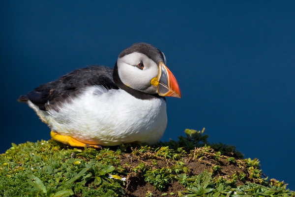 Puffin - Birds - Wild