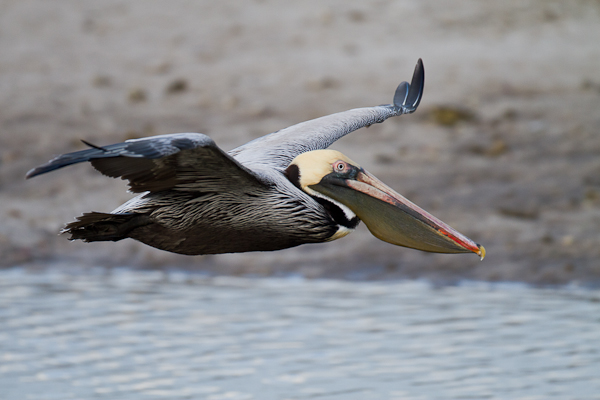 Brown Pelican - Florida 2011