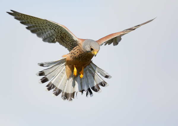 Kestrel - Birds  -  Captive
