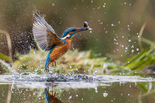 Kingfisher With Fish - Birds - Wild
