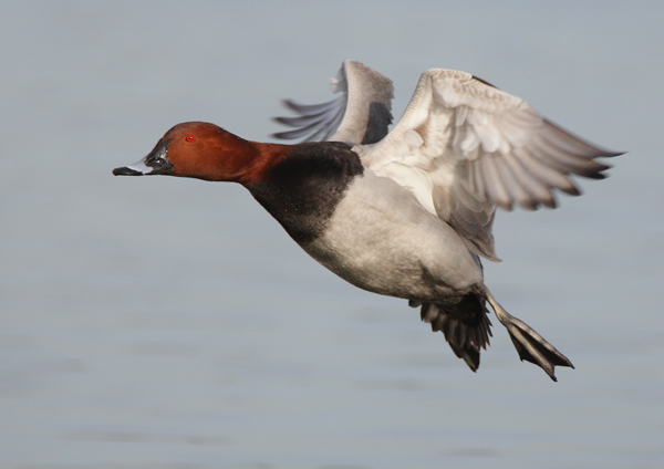 Pochard - Birds - Wild